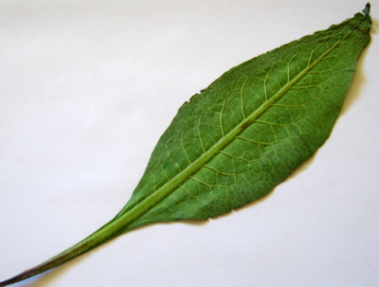 Comfrey leaf back