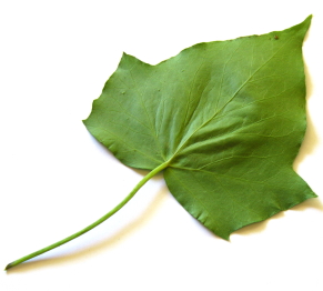H. helix back