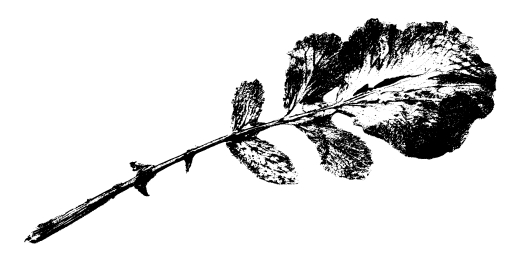 radish black and white