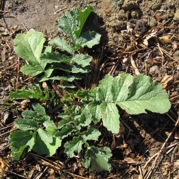 radish full